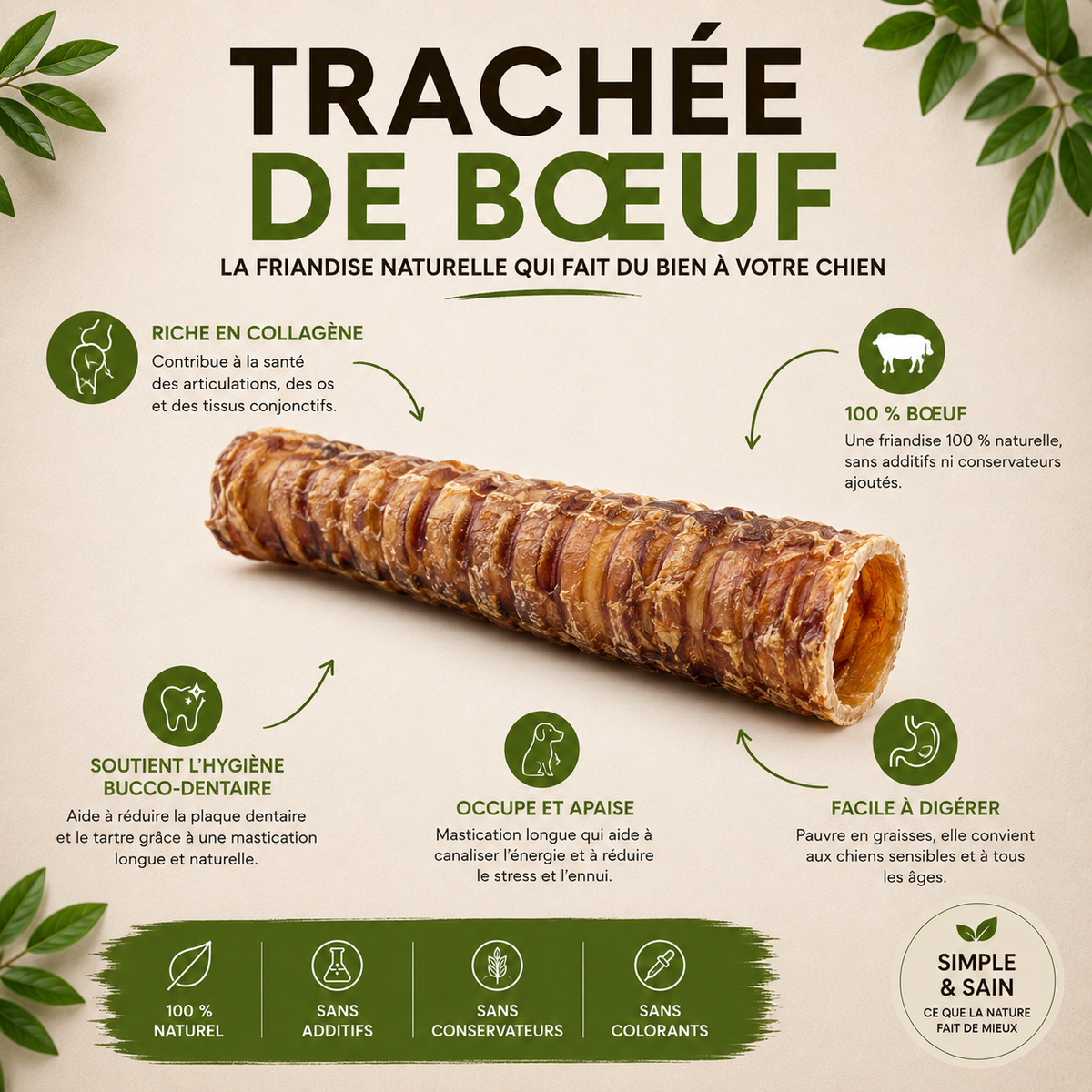 Trachée de beuf