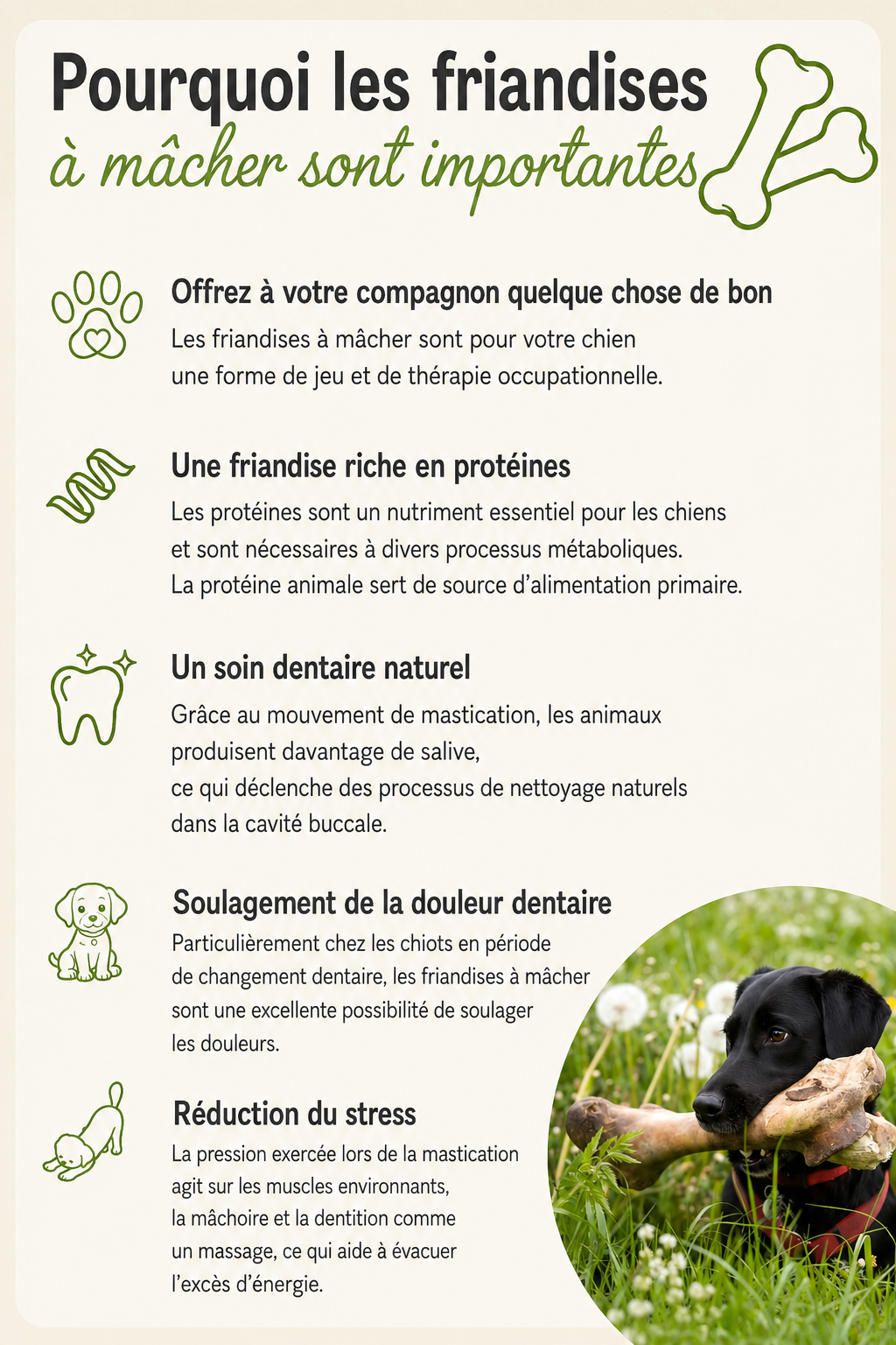 Bâtonnet pour Chien & Chat- x5